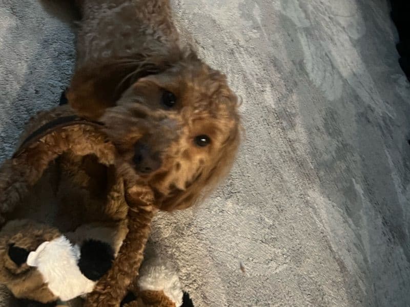 Mini Golden Doodle 1 year 10 months old male small named Zen for breeding in Indian River County, Florida | Petmeetly