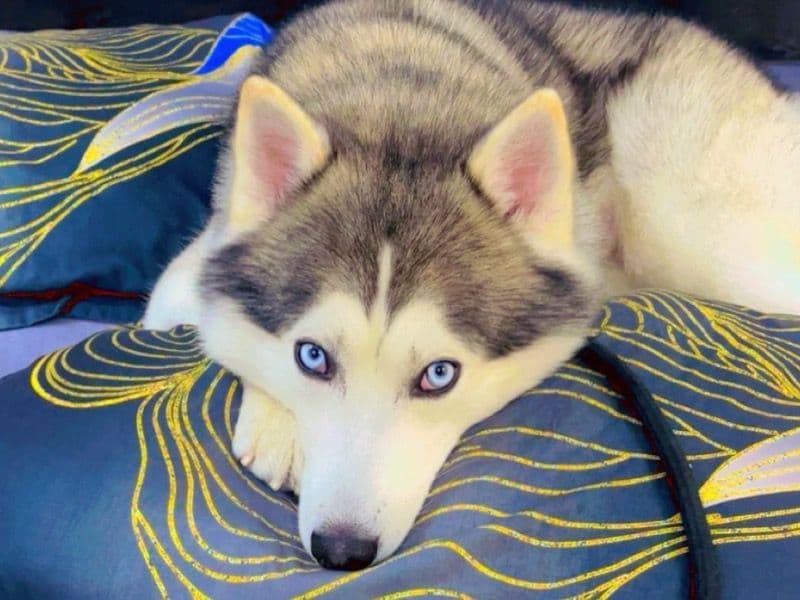 Siberian Husky 3 years 2 months old male medium named Wolfy for breeding in Faridabad Division, Haryana | Petmeetly