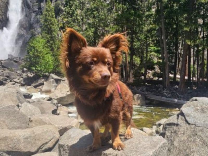 Pomchi 4 years 4 months old male medium named Koda Bear for breeding in Santa Clara County, California | Petmeetly