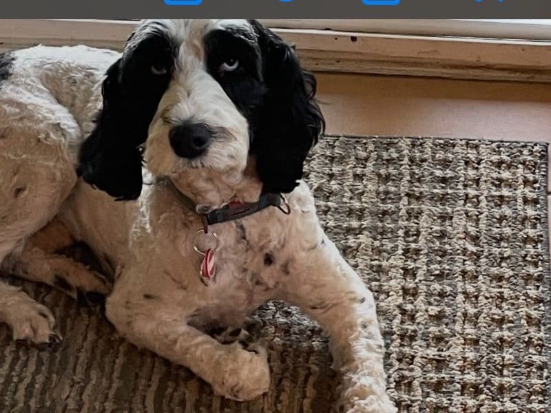 Aussiedoodle 2 years 6 months old female medium named Zia for breeding in Josephine County, Oregon | Petmeetly