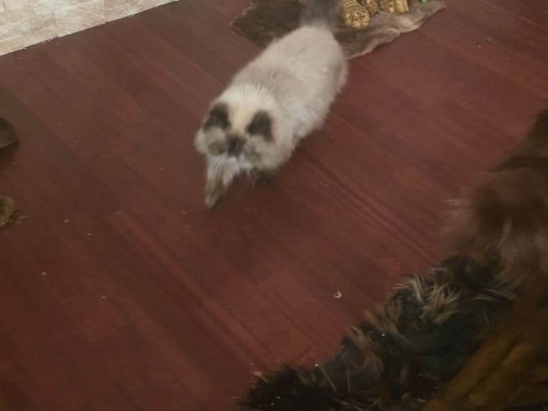 Persian 3 years 3 months old female named Jess for sale in Norfolk, Virginia | Petmeetly