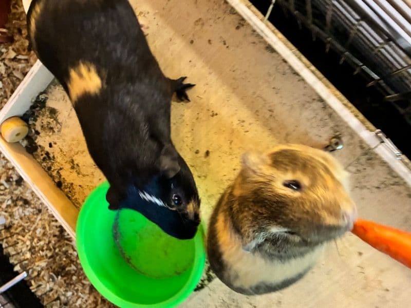Tunechi And Shi-fu - Guinea Pig | Petmeetly