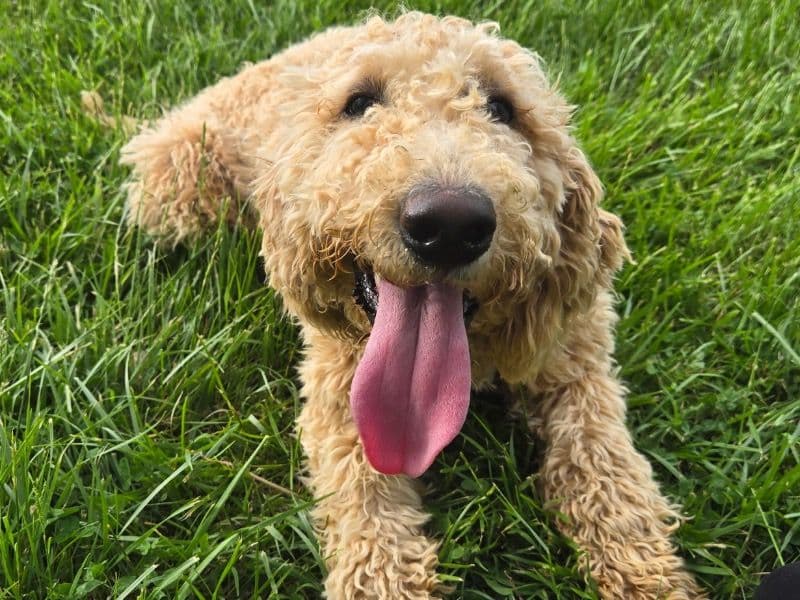 Goldendoodle 1 year 7 months old female medium named Honey for breeding in Sullivan County, Tennessee | Petmeetly
