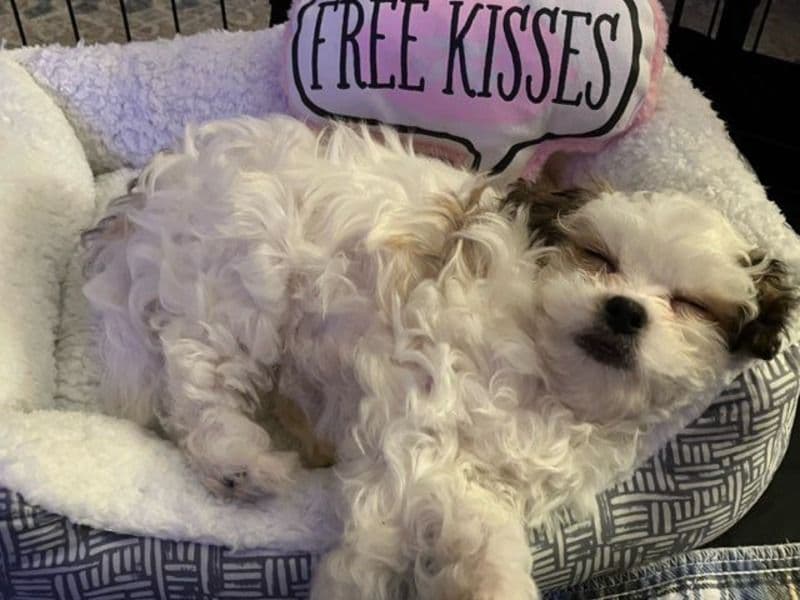 Maltipoo 1 year 6 months old female small named Lucy for breeding in Greenville County, South Carolina | Petmeetly