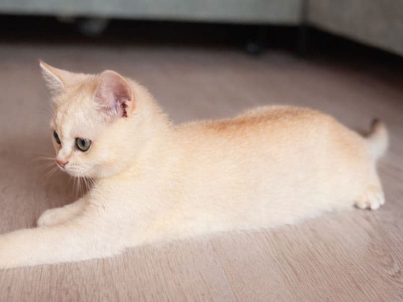 Abyssinian 1 year 11 months old male named Luna for adoption in Ain, Auvergne-Rhône-Alpes | Petmeetly