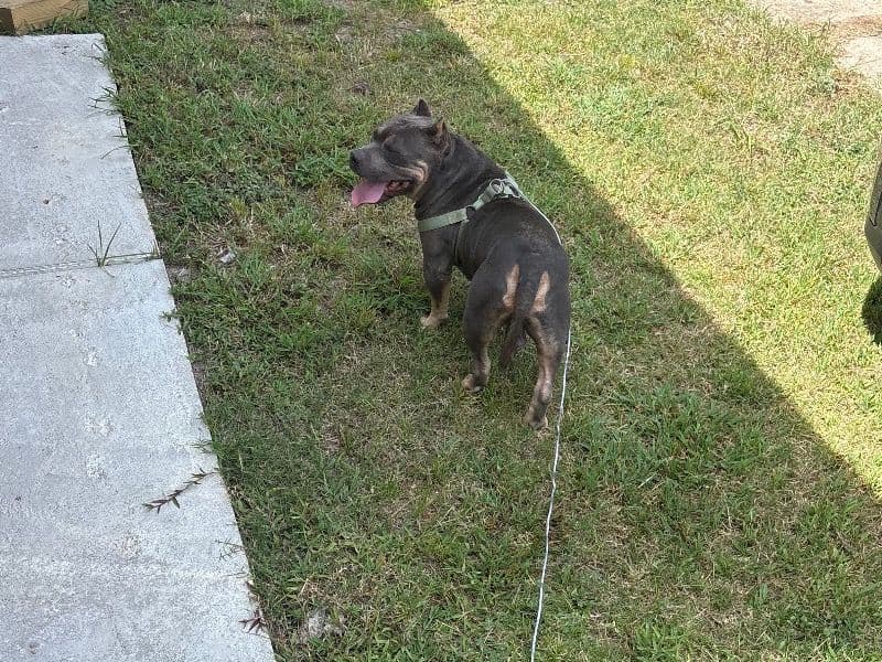 American PitBull Terrier 3 years 6 months old male medium named Adonis for breeding in Harris County, Texas | Petmeetly