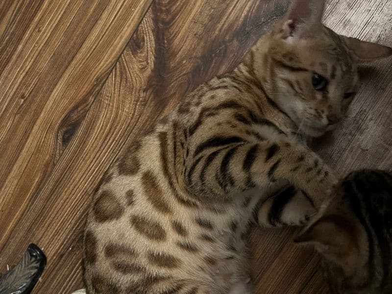 Bengal 1 year 3 months old female named Sam for breeding in Maricopa County, Arizona | Petmeetly