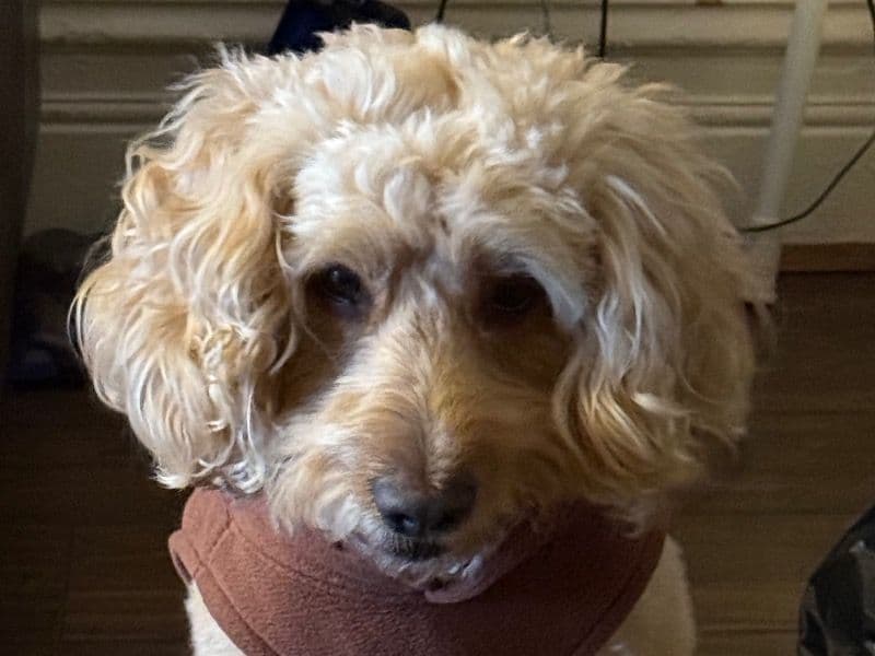 Cockapoo 5 years old male medium named Leo for breeding in Greater London, England | Petmeetly