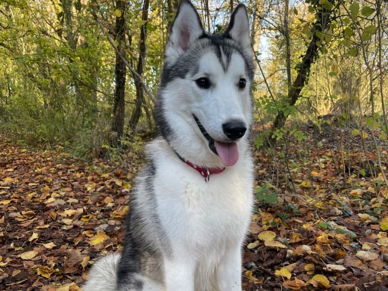 Siberian Husky 3 years 10 months old male large named Wilson for breeding in Cheshire East, England | Petmeetly