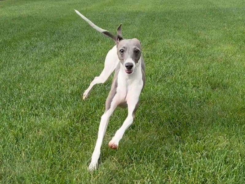 Italian Greyhound 2 years 9 months old male small named Pacino for breeding in Lackawanna County, Pennsylvania | Petmeetly