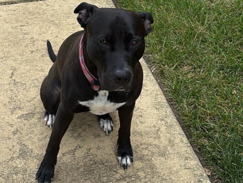 American Bully 2 years 8 months old female large named Onyx for breeding in Prince George's County, Maryland | Petmeetly