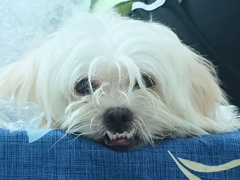 Lhasa Apso 3 years 2 months old female medium named Kiki for breeding in Konkan Division, Maharashtra | Petmeetly