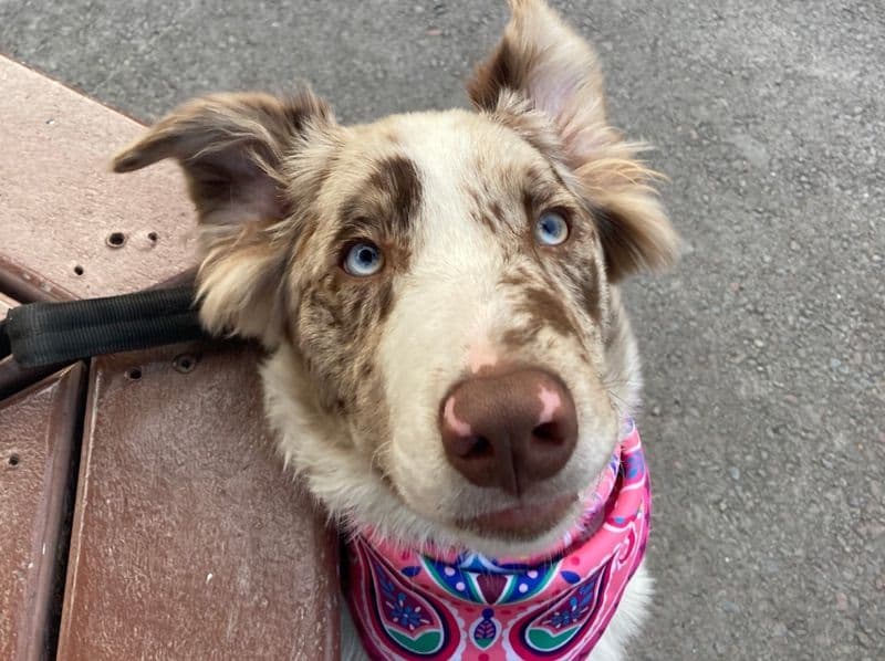 Border Aussie 2 years 8 months old male medium named Newt for breeding in Oconee County, South Carolina | Petmeetly
