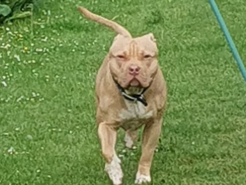 American Bulldog 1 year 6 months old male medium named Otis for breeding | Petmeetly