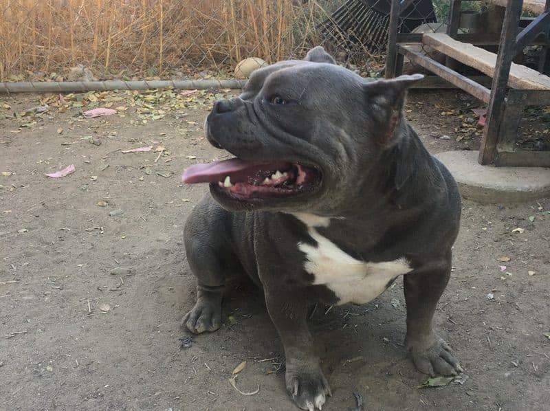 American Bully 4 years 2 months old female small named Stella for breeding in San Juan County, New Mexico | Petmeetly