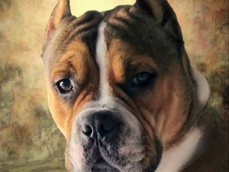 Old English Bulldog 2 years 5 months old male small named Tiny for breeding in Isle of Wight County, Virginia | Petmeetly