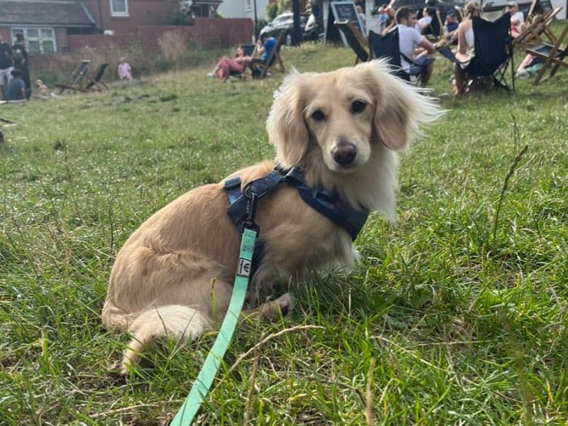 Dachshund 3 years 9 months old male small named Kevin for breeding in Greater London, England | Petmeetly