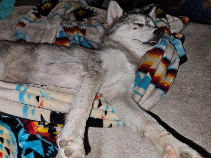 Pomsky 1 year 1 month old female medium named Luna for breeding in Pierce County, Washington | Petmeetly