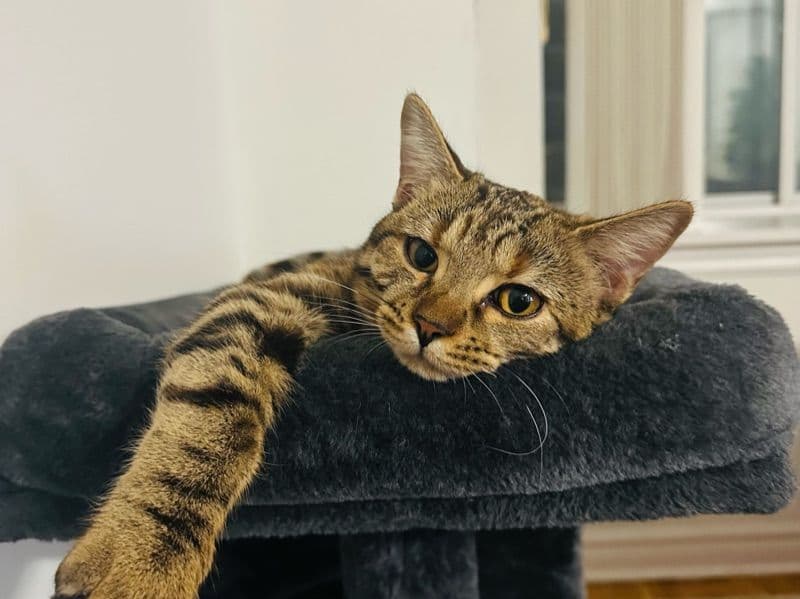 Bengal Tabby Mix 1 year 7 months old female named Mia for breeding in Toronto, Ontario | Petmeetly