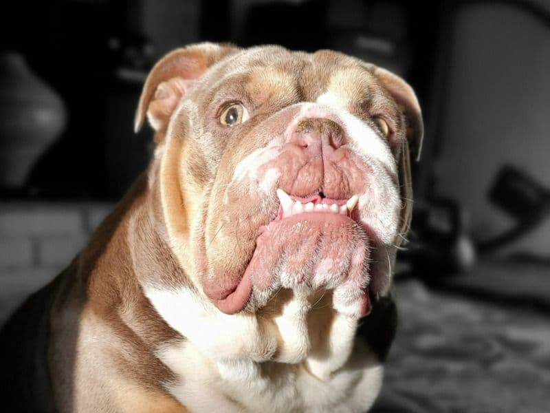 Maximus primary photo