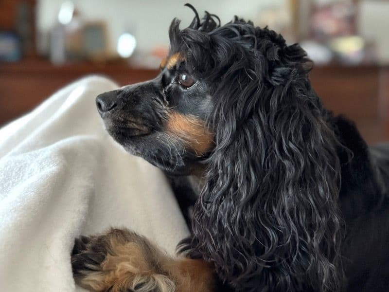 American Cocker Spaniel 3 years 10 months old female medium named Coco for breeding in Miami-Dade County, Florida | Petmeetly