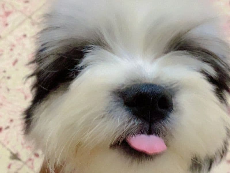 Whisky primary photo