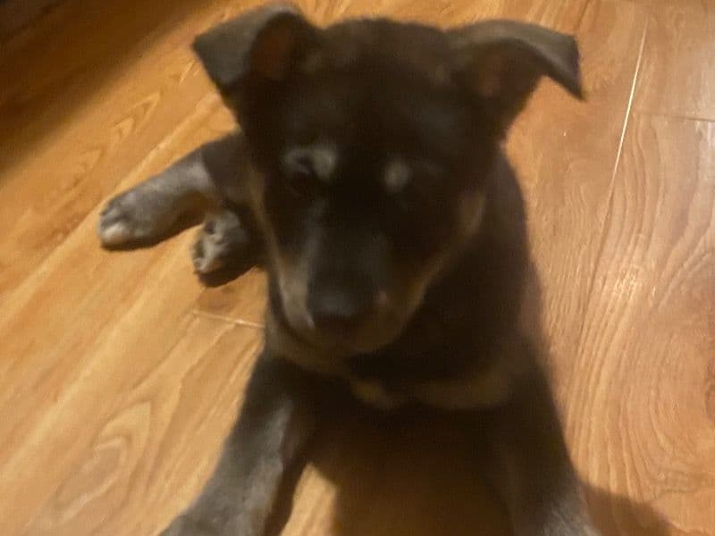 Siberian Husky 2 months old female medium named Purple Collar Female for sale in Franklin County, Ohio | Petmeetly