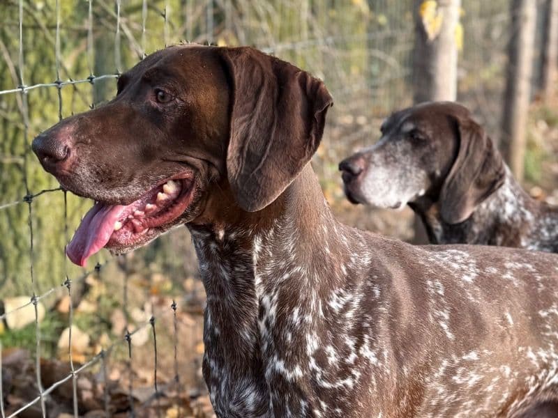 German Shorthaired Pointer 5 years 2 months old male medium named Rudin for breeding in Upwell, England | Petmeetly