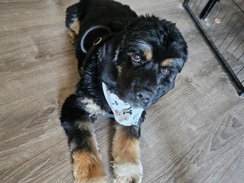 Archie primary photo