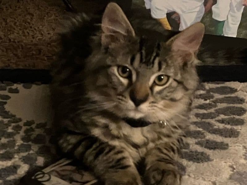 Maine Coon 2 years 1 month old male named Cleo for breeding in Ada County, Idaho | Petmeetly