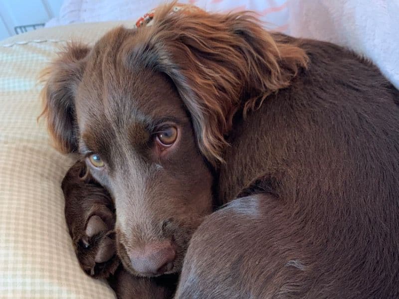 English Cocker Spaniel 9 months old female medium named Nutmeg for breeding in Clay County, Missouri | Petmeetly