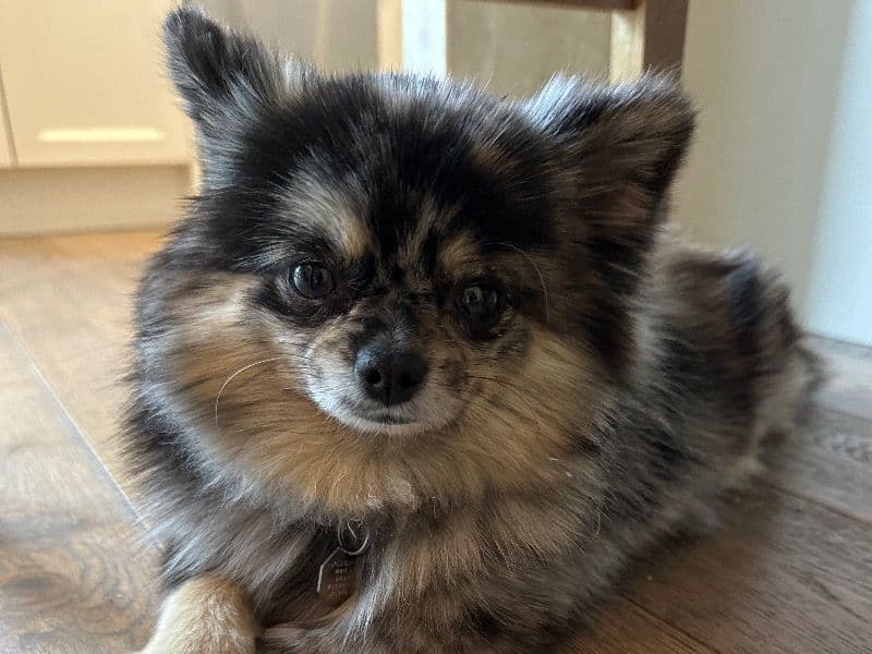 Pomeranian 1 year 6 months old female small named Coco for breeding in Central Okanagan, British Columbia | Petmeetly