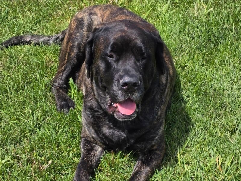 English Mastiff 4 years 9 months old female large named Antheia for breeding in Vicksburg, Michigan | Petmeetly