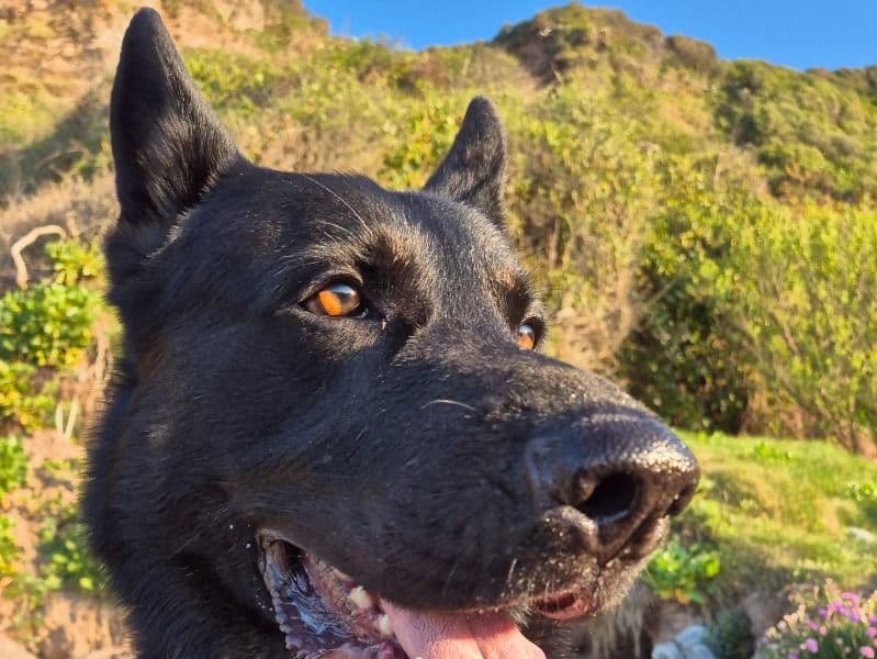 German Shepherd 3 years 10 months old male large named Duke for breeding in Somerset, England | Petmeetly