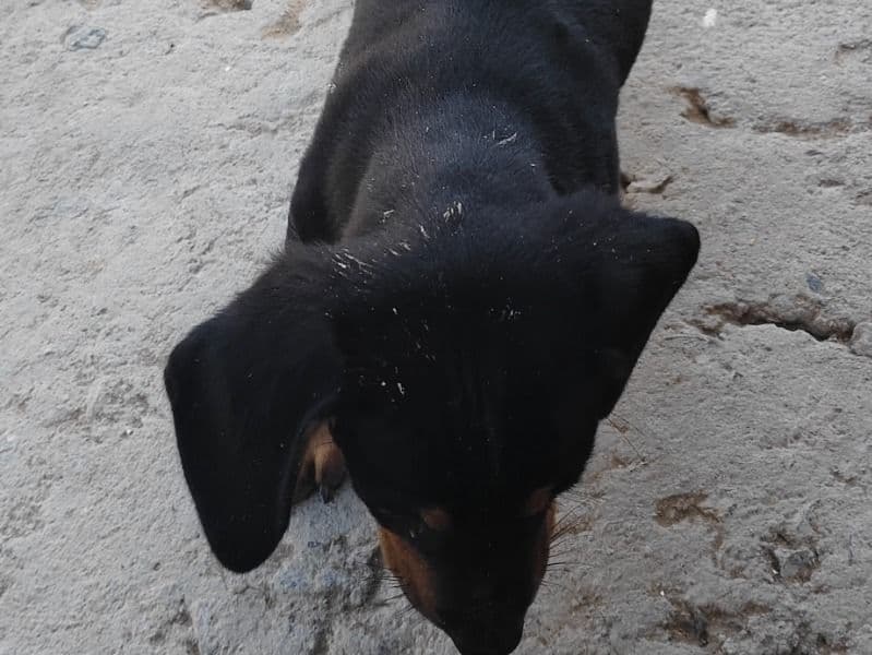 Dachshund 2 months old male small named Sheru for breeding in Gurgaon Division, Haryana | Petmeetly