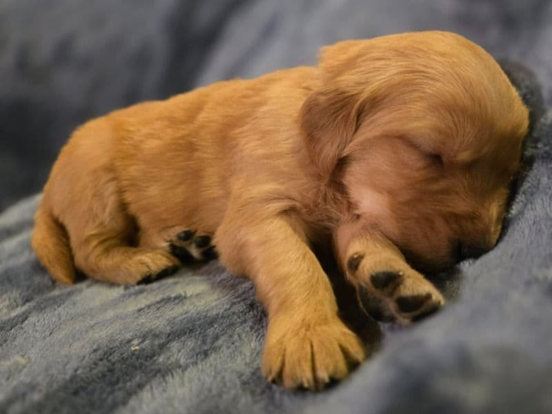 Golden Retriever 1 month old male large named Golden Retriever Puppies for adoption in Lubbock County, Texas | Petmeetly