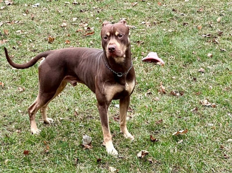 American PitBull Terrier 5 years 7 months old male medium named Rolo for breeding in Waterloo Regional Municipality, Ontario | Petmeetly