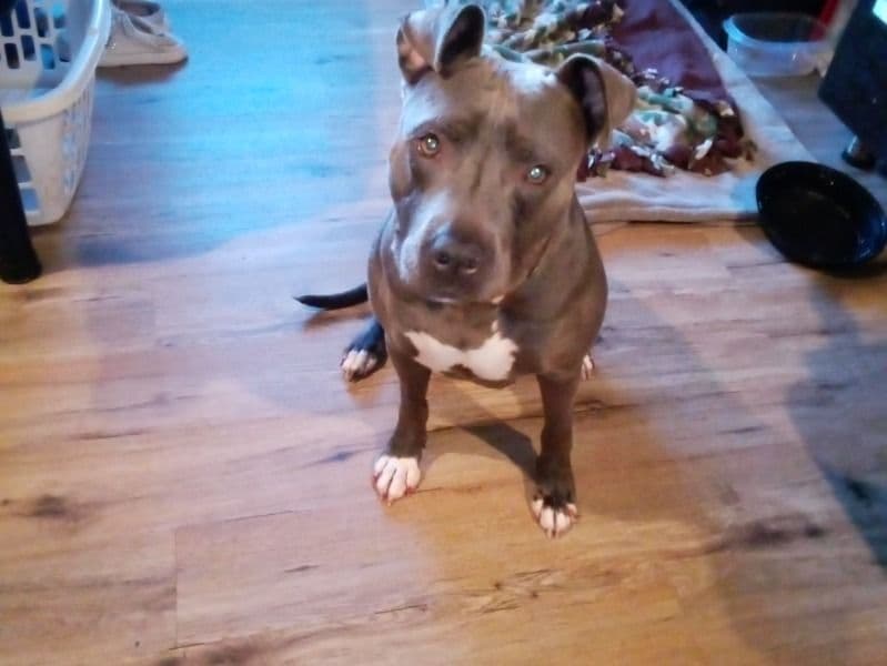 Blue nose Pitbull 2 years 5 months old female medium named Lexy for breeding in Horry County, South Carolina | Petmeetly
