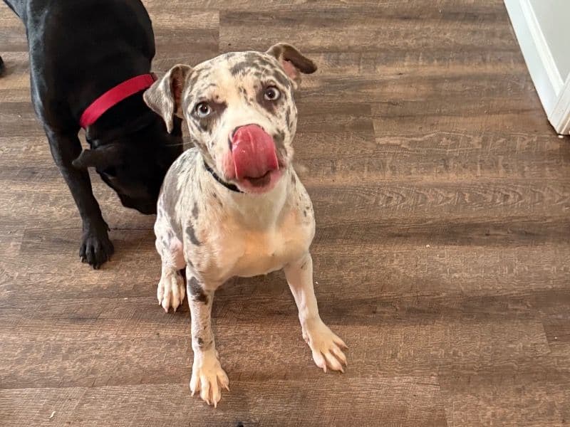 American PitBull Terrier 1 year 11 months old male large named Zoe for breeding in Lafayette Parish, Louisiana | Petmeetly