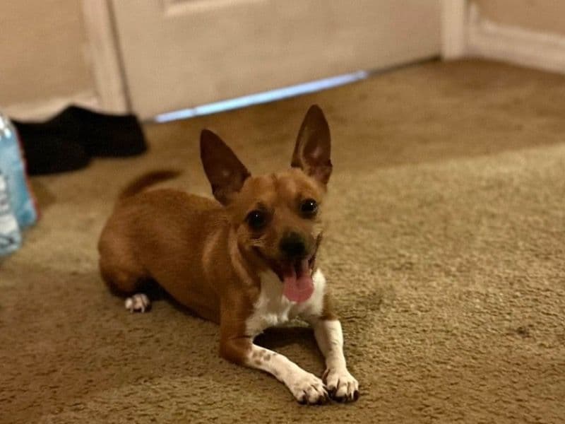 Deerhead chihuahua 1 year 11 months old female medium named Kaly for breeding in Condado de Orange, Florida | Petmeetly