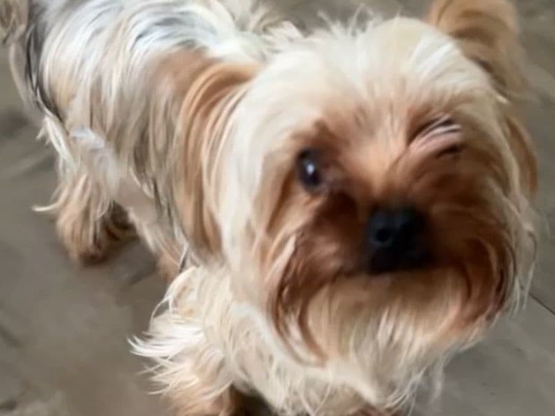 Jack Russell Terrier 4 years 5 months old female small named Vivi for breeding in San Diego County, California | Petmeetly