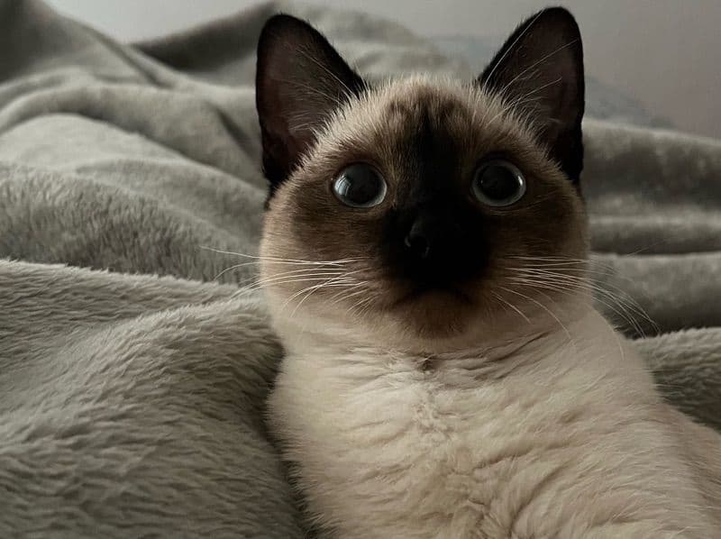 Siamese 7 months old male named Mia for breeding in İstanbul | Petmeetly