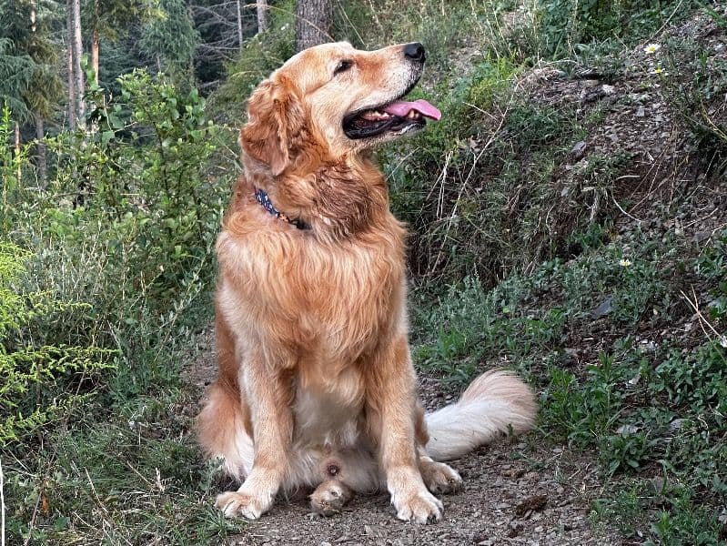 English Golden Retriever 3 years 7 months old male large named Koko for breeding in Garhwal Division, Uttarakhand | Petmeetly