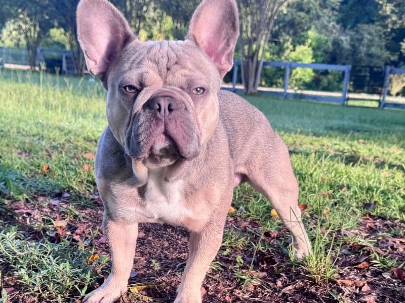 French Bulldog 1 year 4 months old male medium named Loui for breeding in Marion County, Florida | Petmeetly