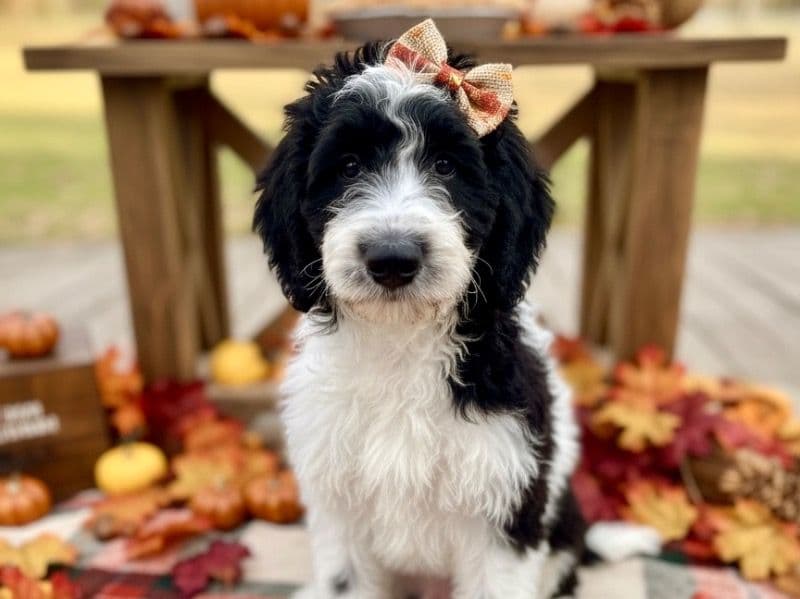 Bernedoodle 4 months old female large named Clarabelle for sale in Riverside County, California | Petmeetly