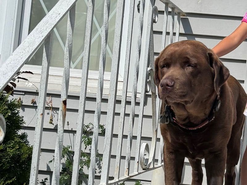 Labrador Retriever 8 years 7 months old male large named Simba for breeding in Lake County, Indiana | Petmeetly