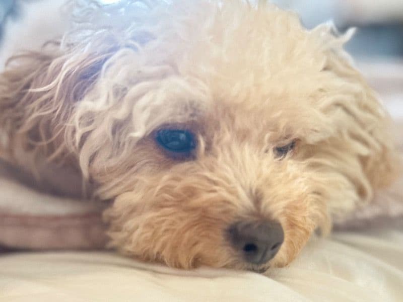Cavapoo (Cavadoodle) 3 years 9 months old female small named Lucky for breeding in Loudoun County, Virginia | Petmeetly