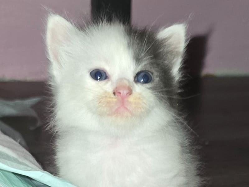 Domestic Medium Hair 2 months old male named Ramsey for sale in Mason County, Illinois | Petmeetly