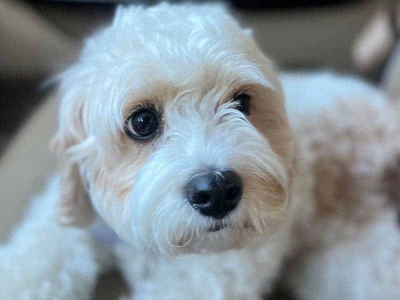 Cavachon 3 years 4 months old female small named Liberty for breeding in Walton County, Georgia | Petmeetly