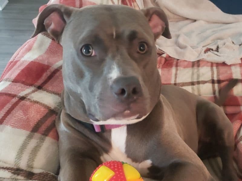 American Bully 1 year 11 months old female medium named Harley Quinn for breeding in Brevard County, Florida | Petmeetly